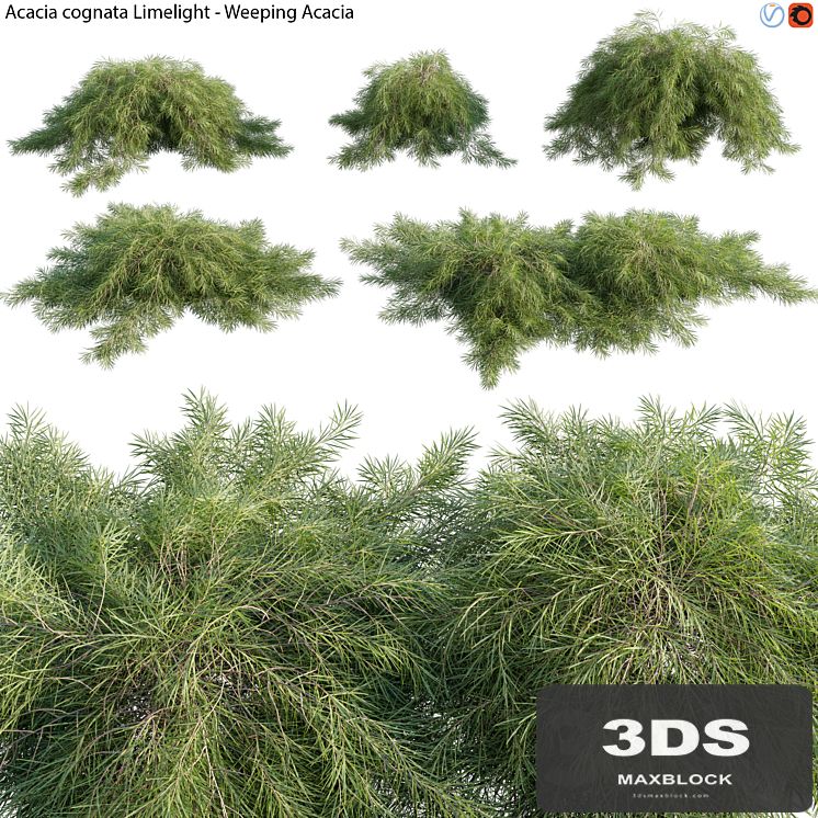 Acacia cognata Limelight - Weeping Acacia - 01