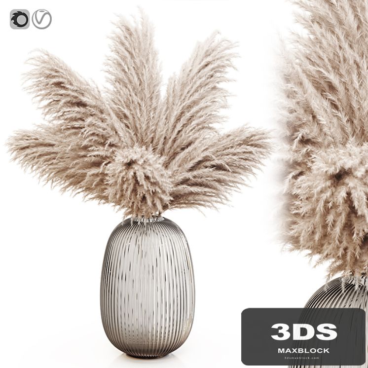 Pampas grass 8