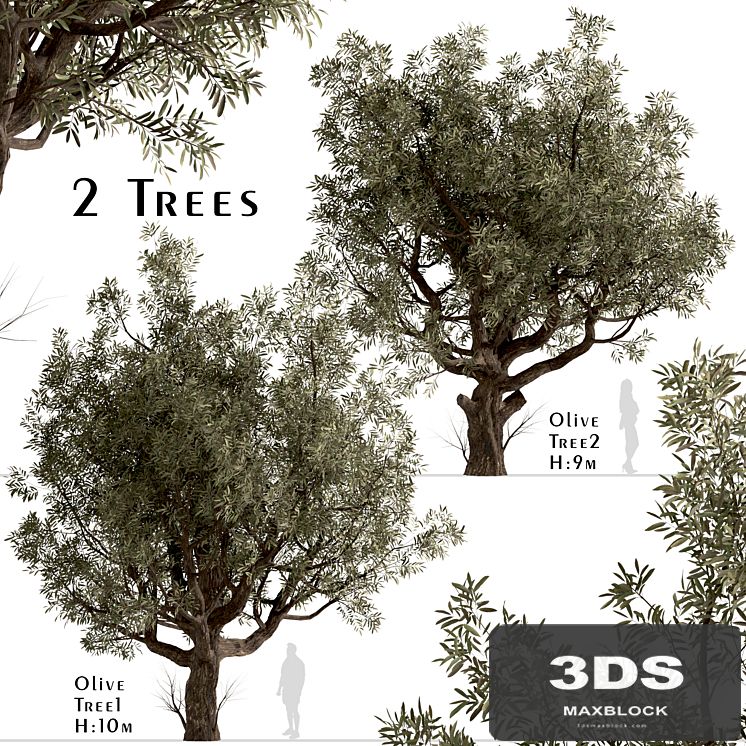 Set of Olive Trees (Olea Europaea) (2 Trees)