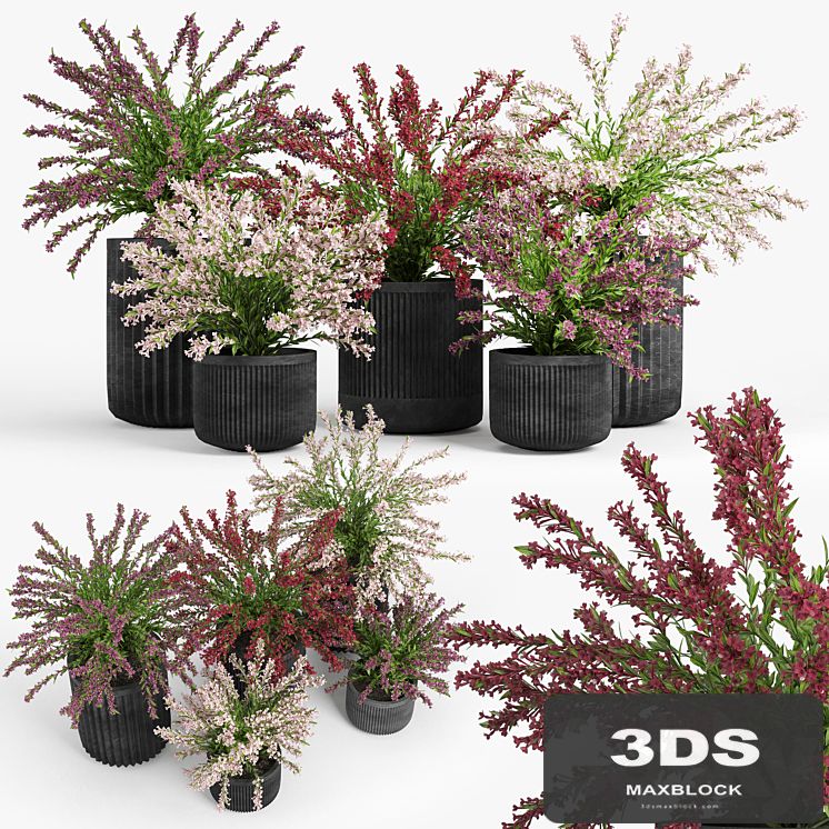 Cozzo planter weigela
