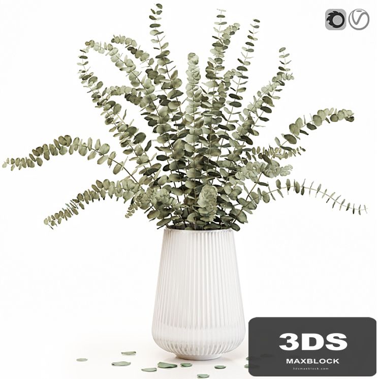 Eucalyptus 3