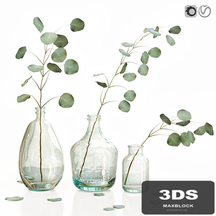 Eucalyptus 2
