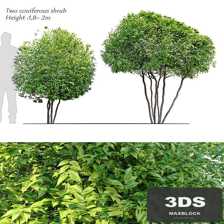 Two coniferous shrub