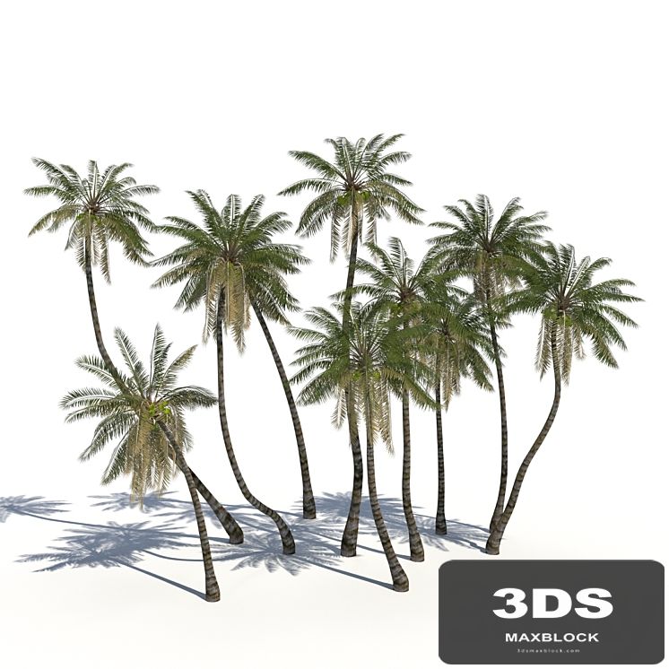 Coconut Palms + animation