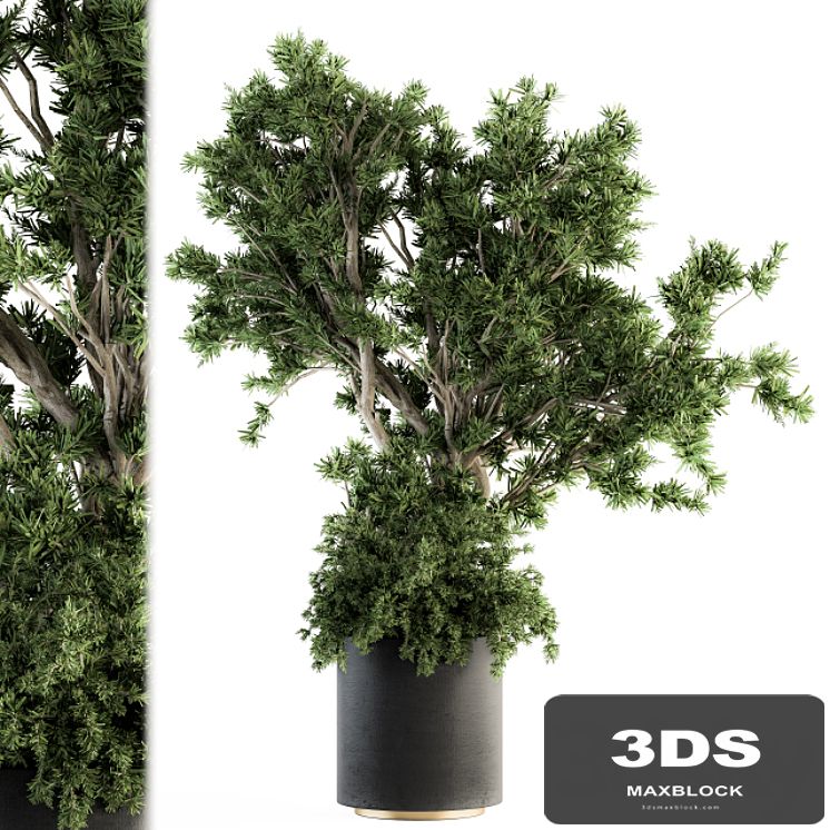 Outdoor Plants tree in Concrete Pot - Set 130