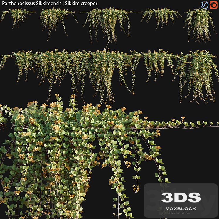 Parthenocissus Sikkimensis - Sikkim creeper - 02