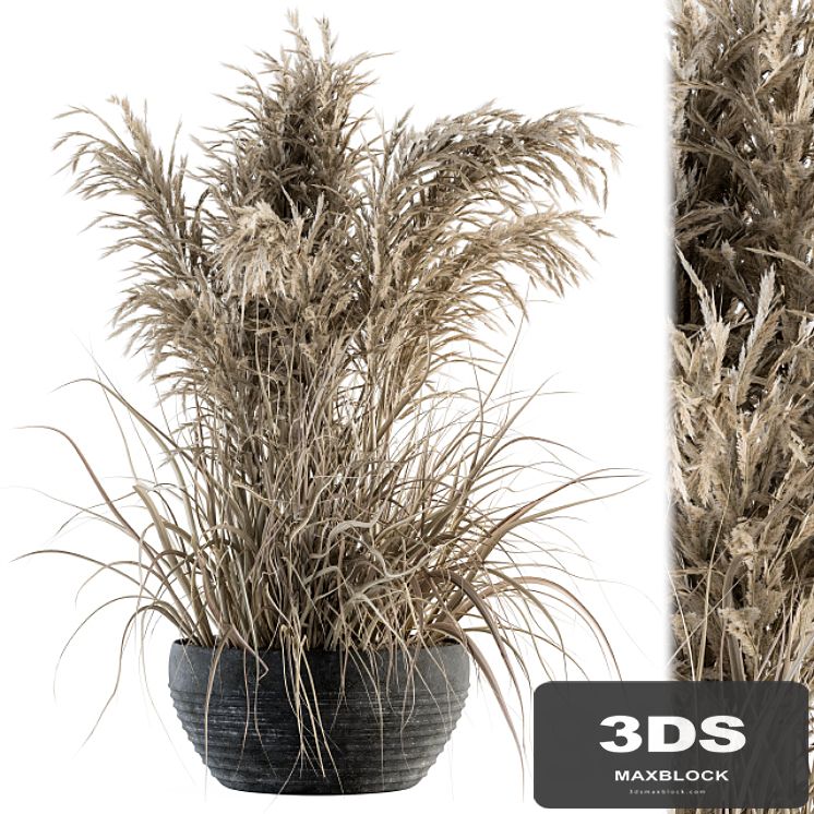 indoor Plant Set 114 - Dried Plant