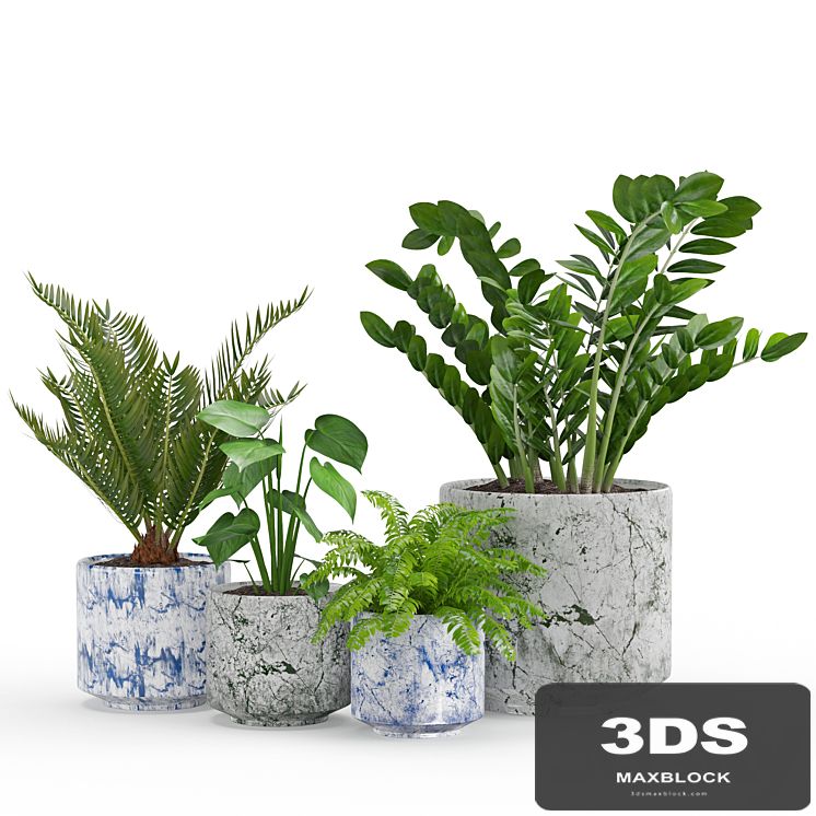 Houseplant 55