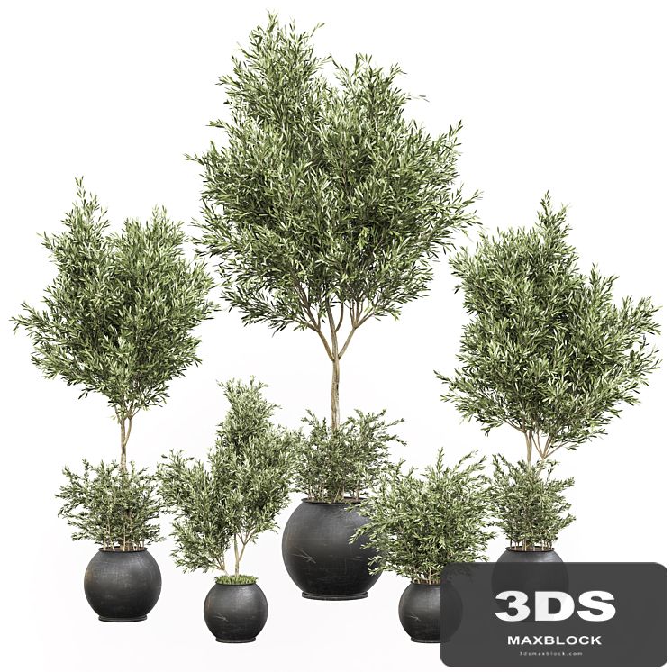 indoor plant olive set 02