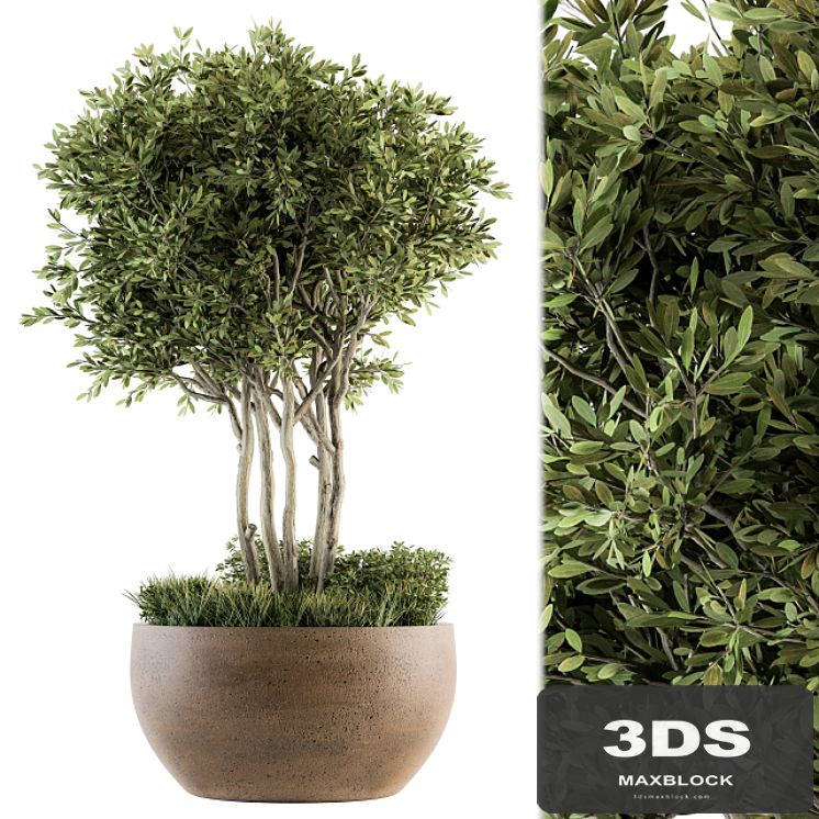 Outdoor Plants tree in Concrete Pot - Set 135