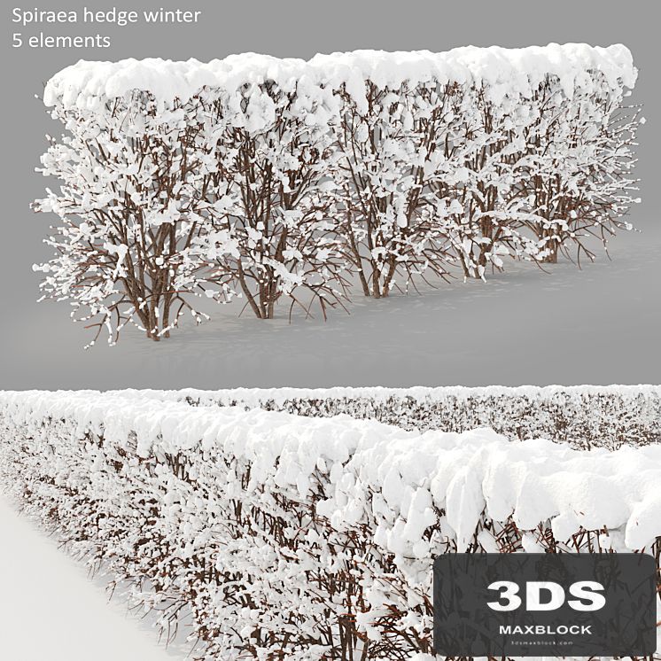 Winter hedge