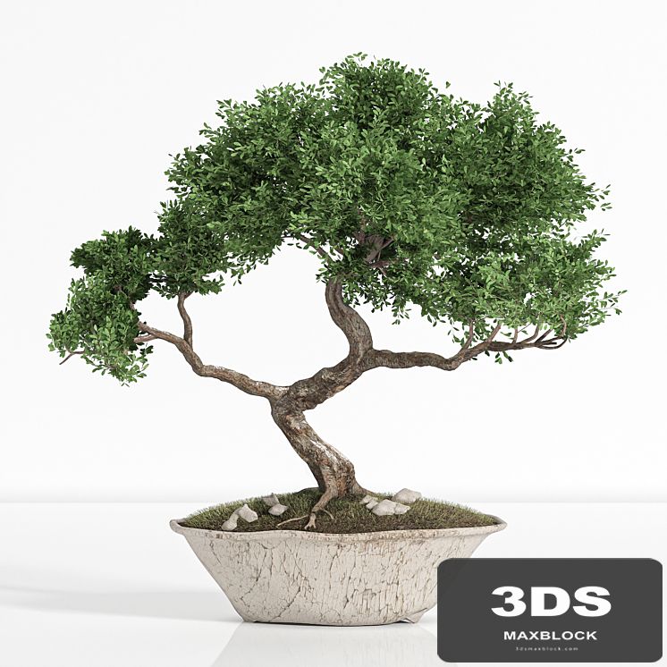 plant bonsai02