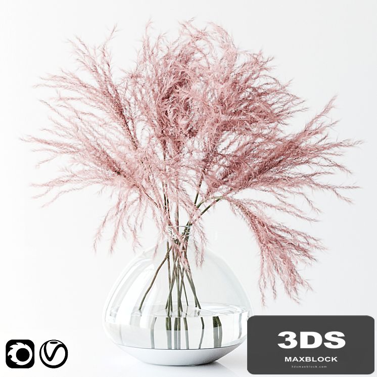 Pink pampas