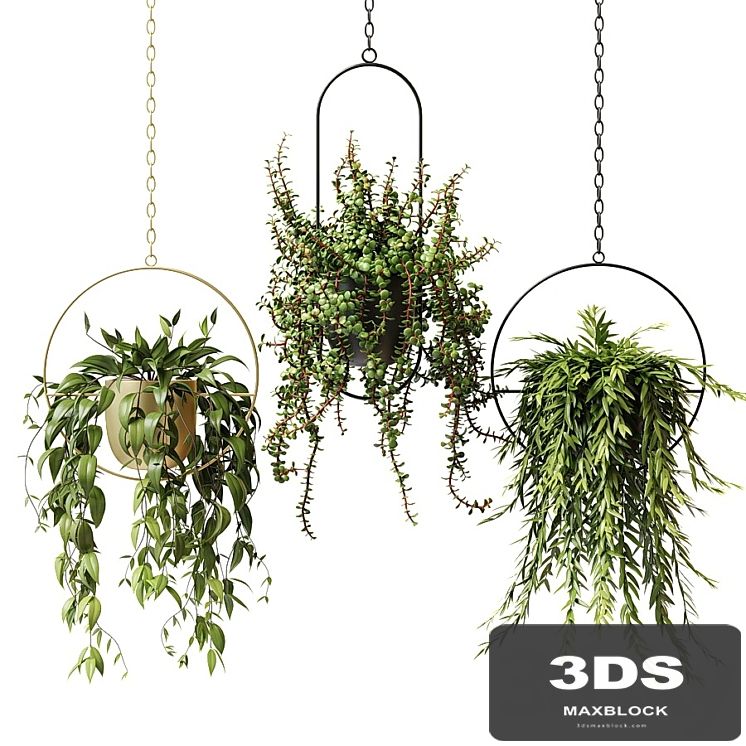 Ampel plants in hanging planters - set 13