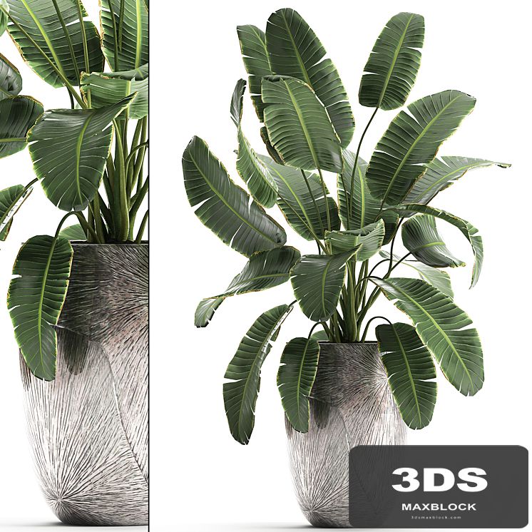Decorative banana palm is an exotic strelitzia plant in a luxury pot luxury. Set 794.