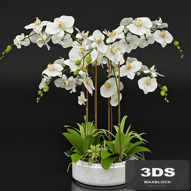 Orchid 13