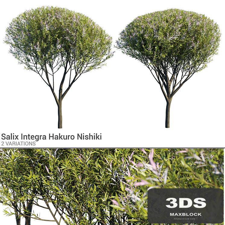 Salix Integra Hakuro Nishiki