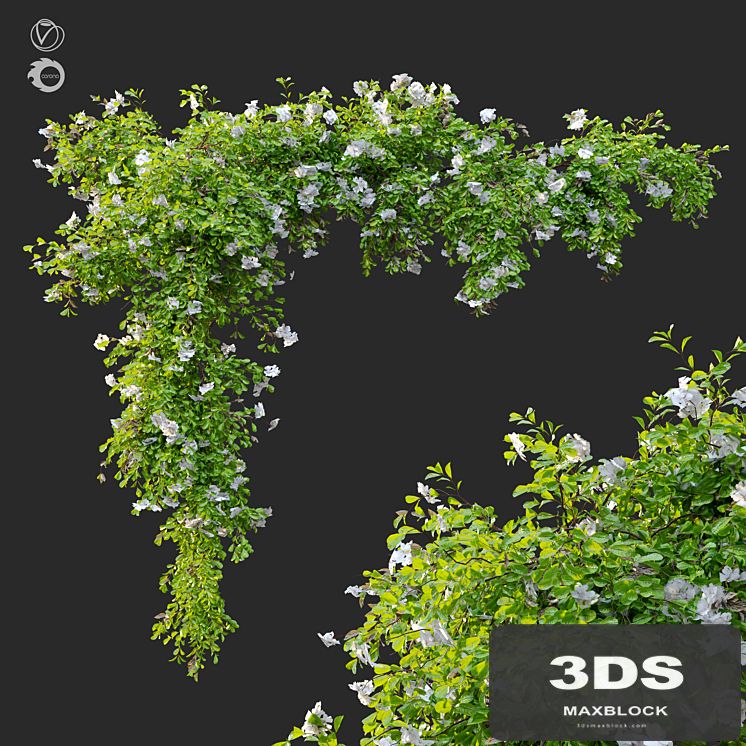 Hanging Plant 12