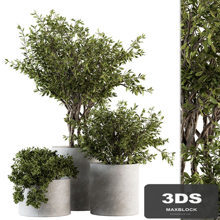 Outdoor Plants tree in Concrete Pot - Set 141