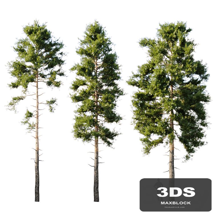 Pinus sylvestris 18m
