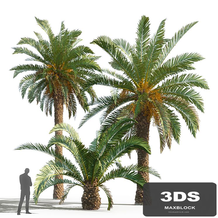 Phoenix canariensis (date canary)
