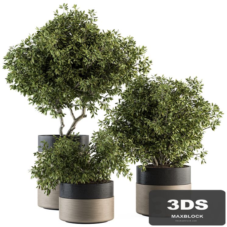 indoor Plant Set 130 - Tree in Pot