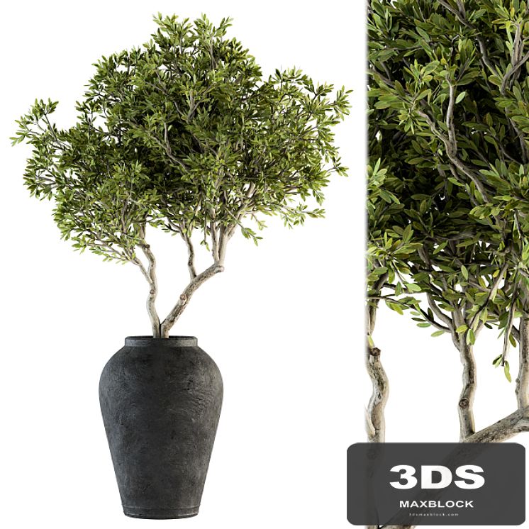 indoor Plant Set 128 - Tree in Pot