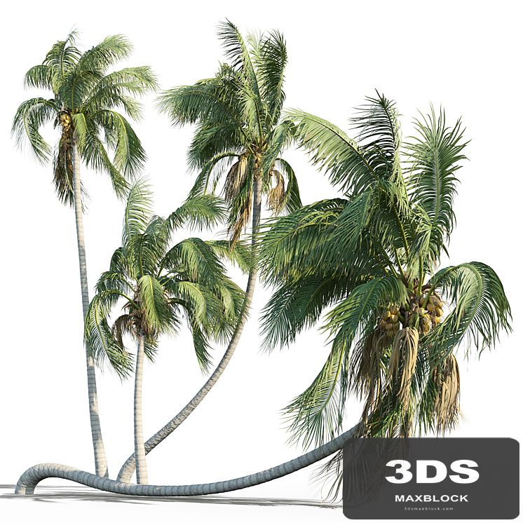 Cocos nucifera (coconut tree)
