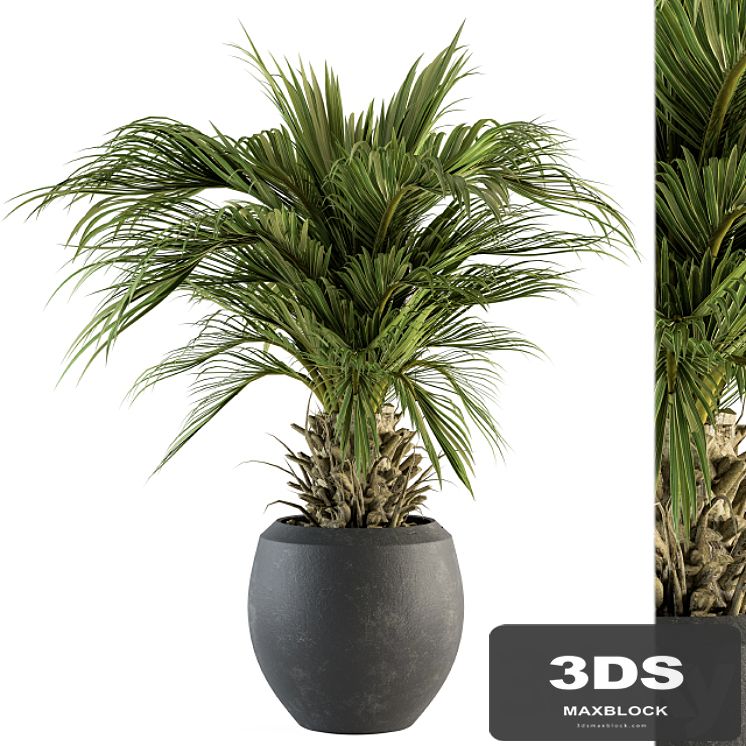 indoor Plant Set 133 - Palm Plant in Pot