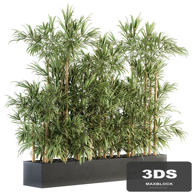 Indoor Plant Set 144 - Bamboo in Plant Box