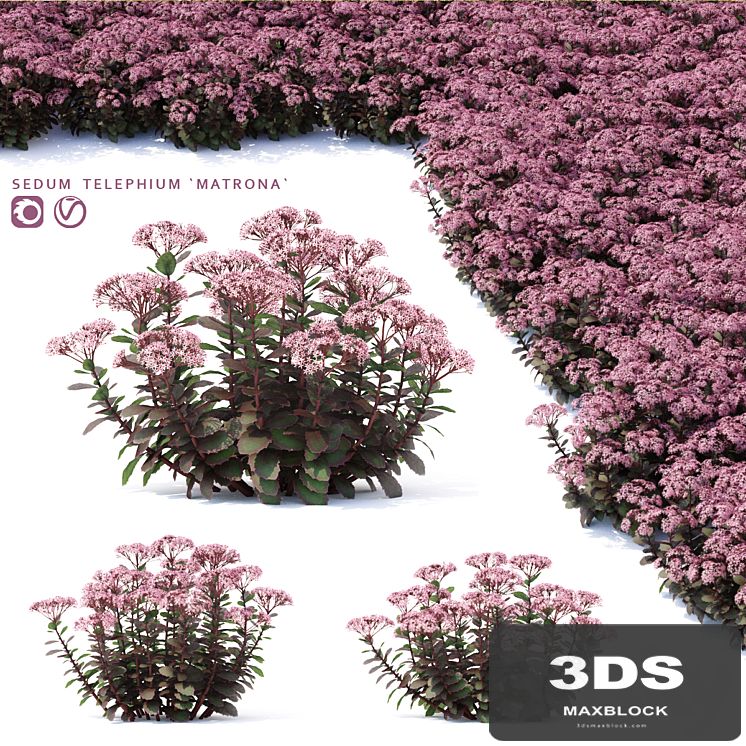 Sedum stonecrop flowers | Sedum telephium matrona