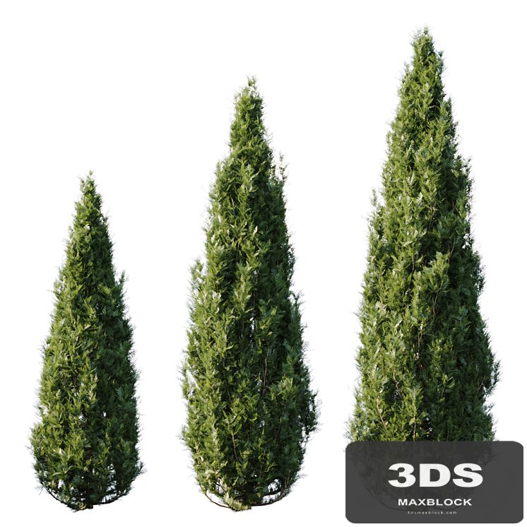 Thuja