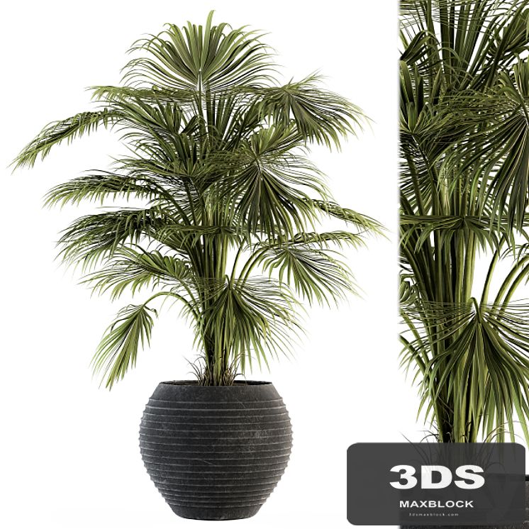 indoor Plant Set 137 - Tropical Plant