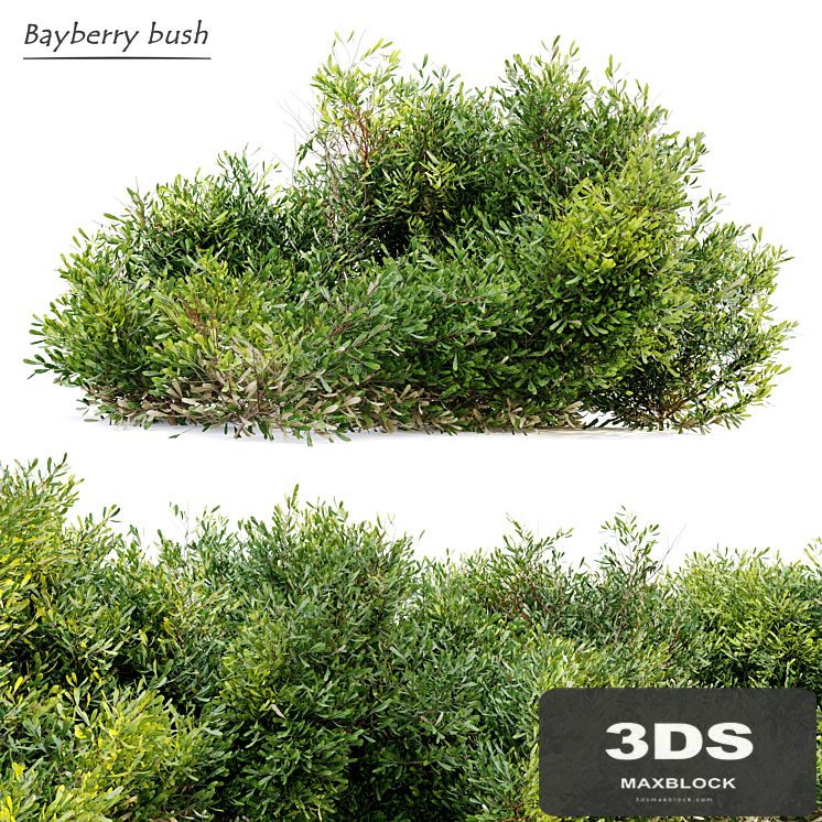 Bayberry bush