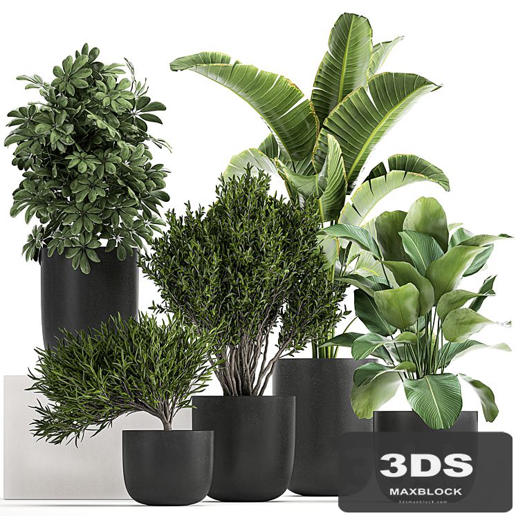 Collection of small plants and trees in black pots with Banana palm, Calathea lutea, bush, Scheffler. Set 804