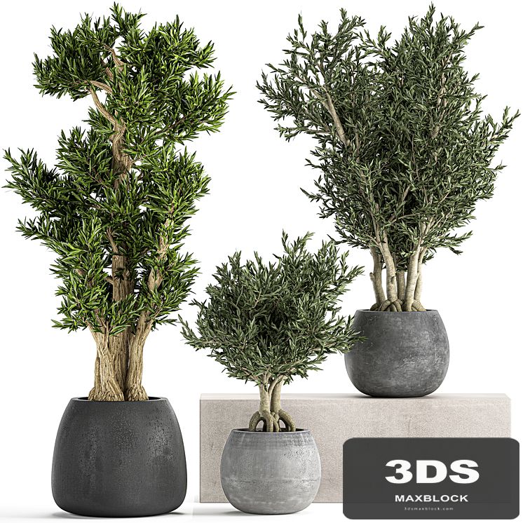 A collection of small ornamental olive trees in outdoor pots and pots made of concrete. Set 805