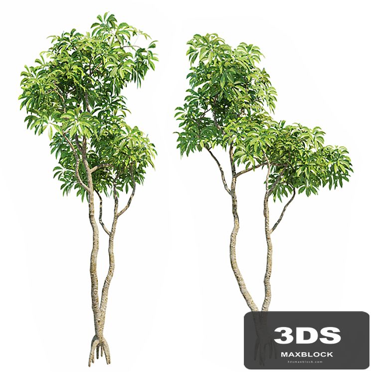 Plumeria Big 3D Models