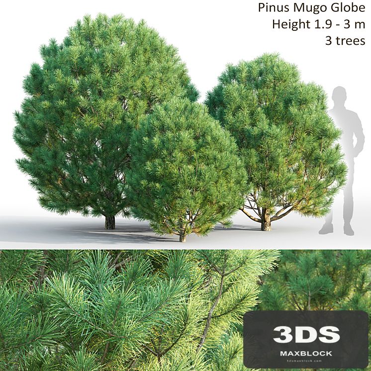 Pine