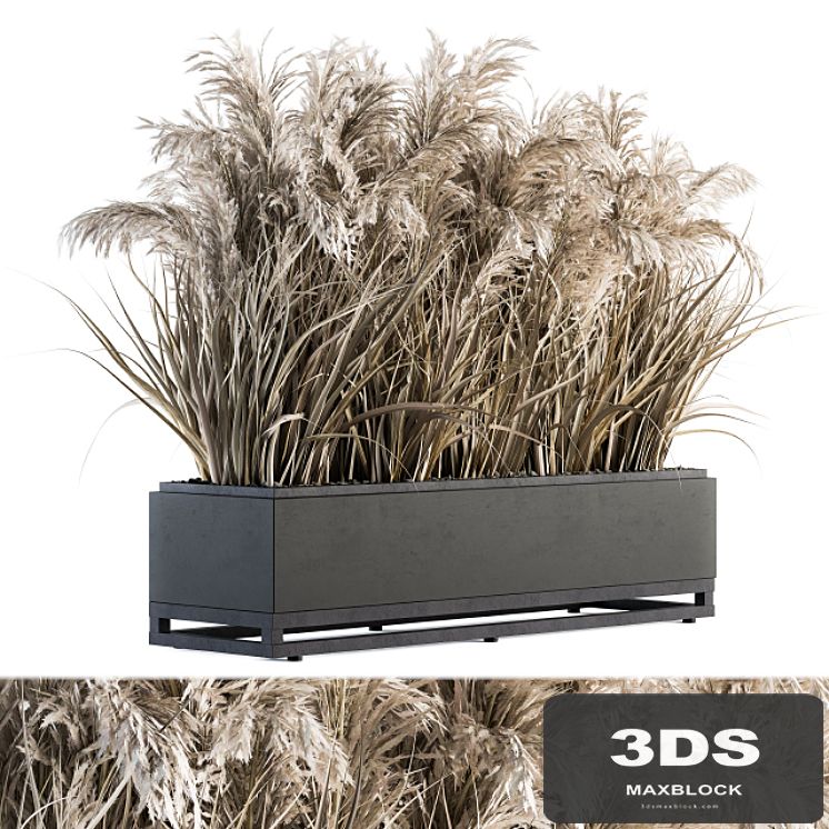 indoor Plant Set 131 - Dried Plant box
