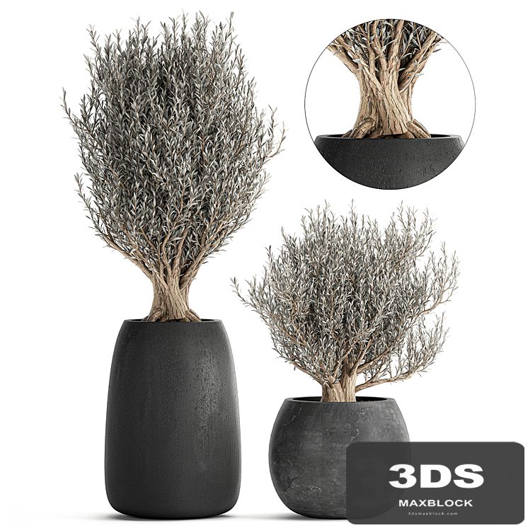 A collection of small beautiful ornamental Olive trees in black outdoor pots. Set 809.