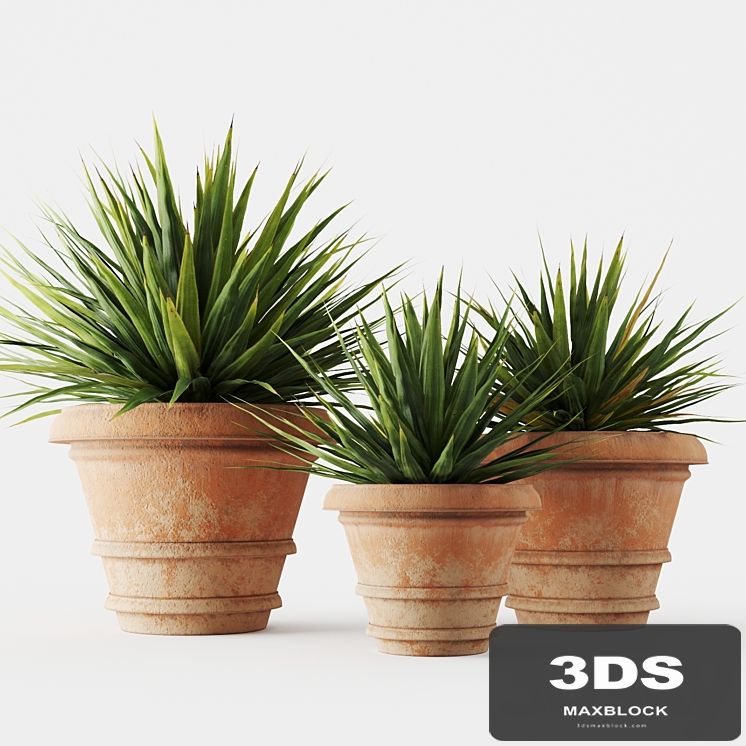 Yucca in terracotta pots