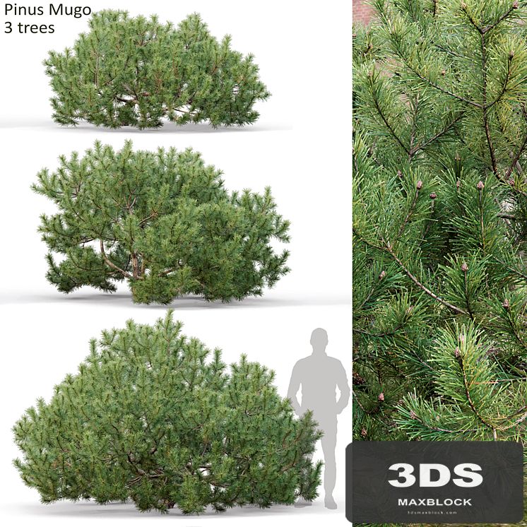 Pine