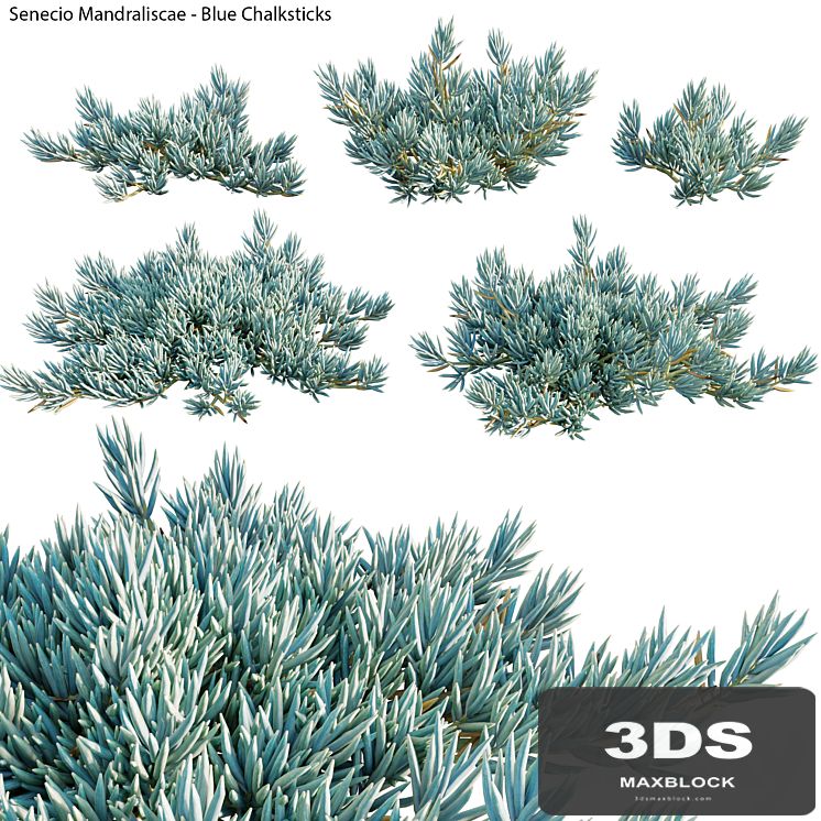 Senecio Mandraliscae - Blue Chalksticks - 01