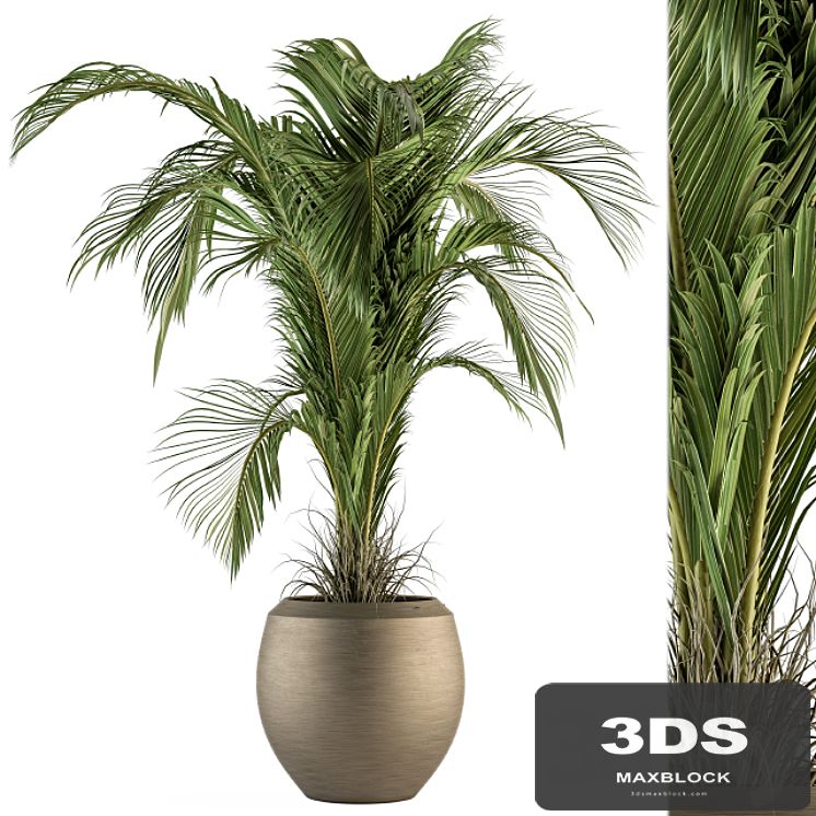 indoor Plant Set 132 - Tropical Plant