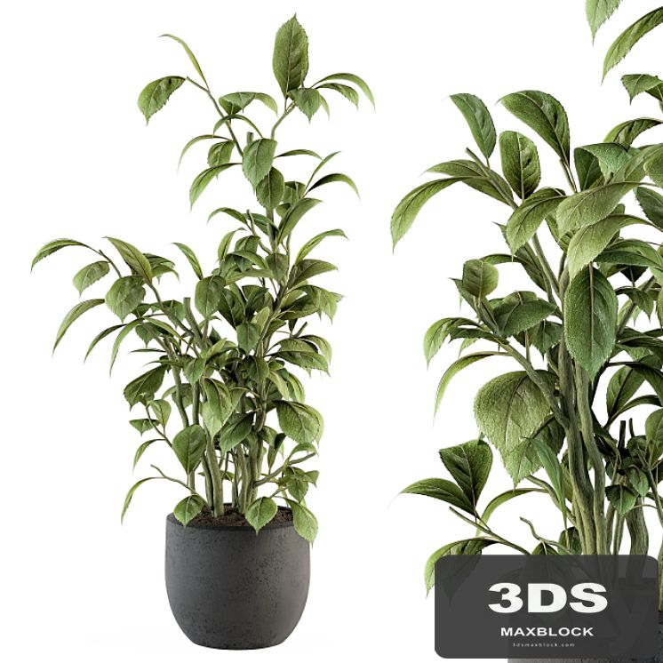 indoor Plant Set 135 - Schefflera Amate Plant