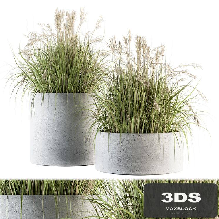 indoor Plant Set 139 - Indian Grass