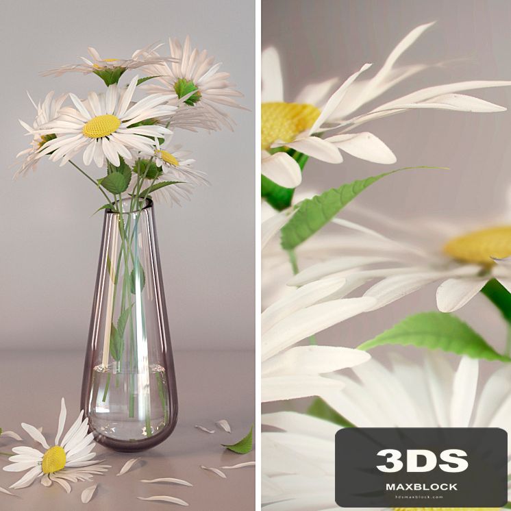 Daisies