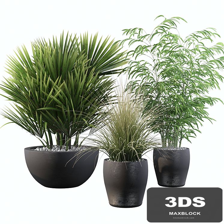 Plants collection 080
