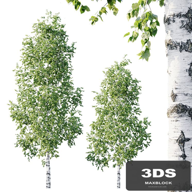 Betula 11.5m - 8.5m