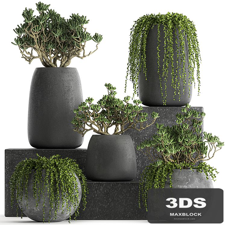 A collection of small exotic hanging succulents plants in black pots with a fat woman, Crassula. Set 817.